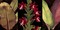 Red Orchids and Palm Leaves Poster Print by Rodolfo Jimenez # RDI4152